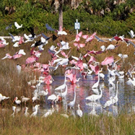 Black Point Wildlife Drive