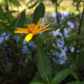 Florida Tech Botanical Garden